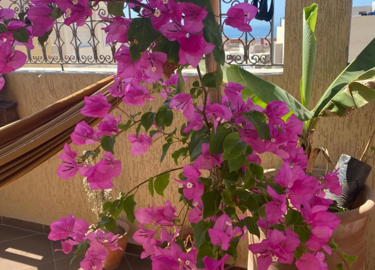 Bed & Breakfast Fleur De Cactus, Guesthouse, Tamraght Marokko